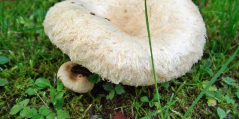 Kako kiseliti bjelanjke (bijele valove) za zimu u teglama: jednostavni recepti